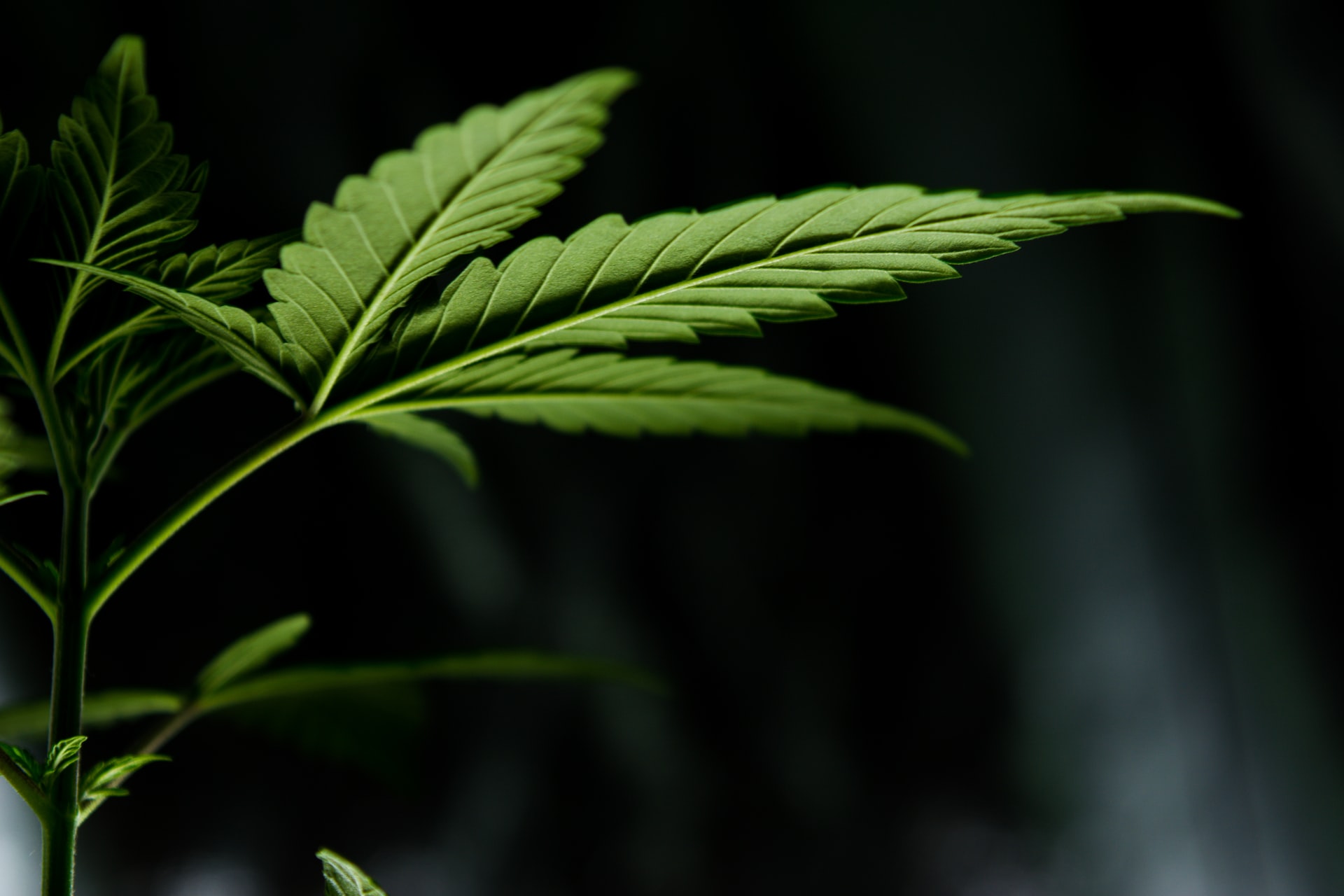 Cannabis Cracks Open the European Market, Increasing Global Growth on Deck