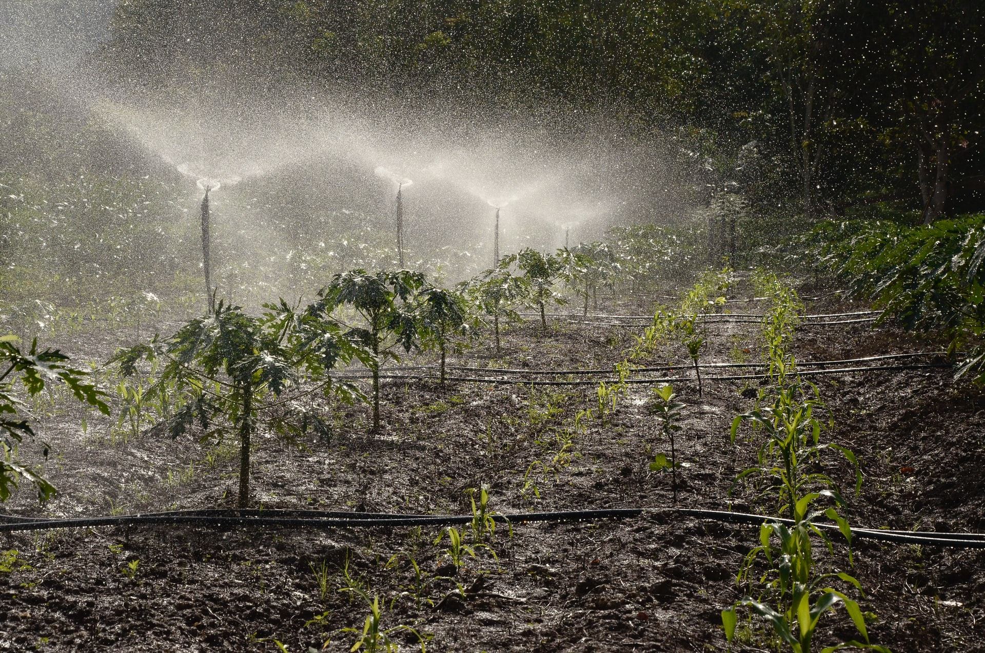 Water Scarcity Spreads Across the Globe, Threatens Supply Chains and Agricultural Industry
