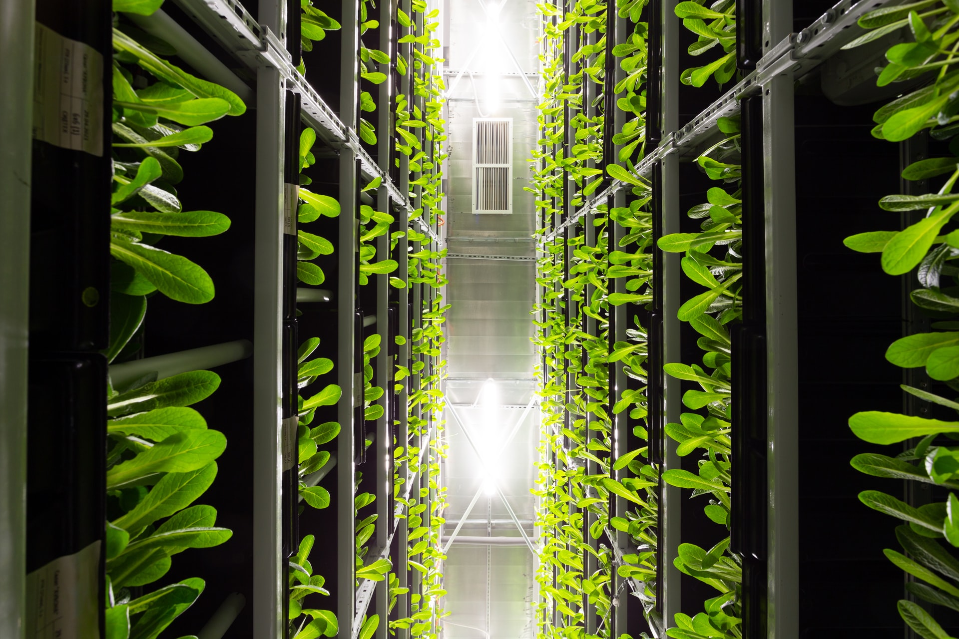 Vertical Farming Tech Holds Long-Term Promise, Further Investment Key to Overcome Cost Structure