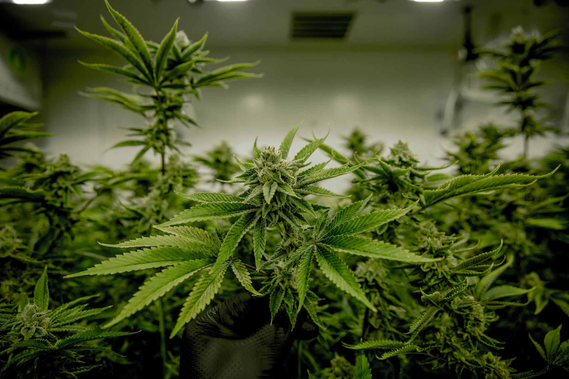 Cannabis Stocks Continue to Slide, Sector Struggles to Overcome Legislative Deadlock